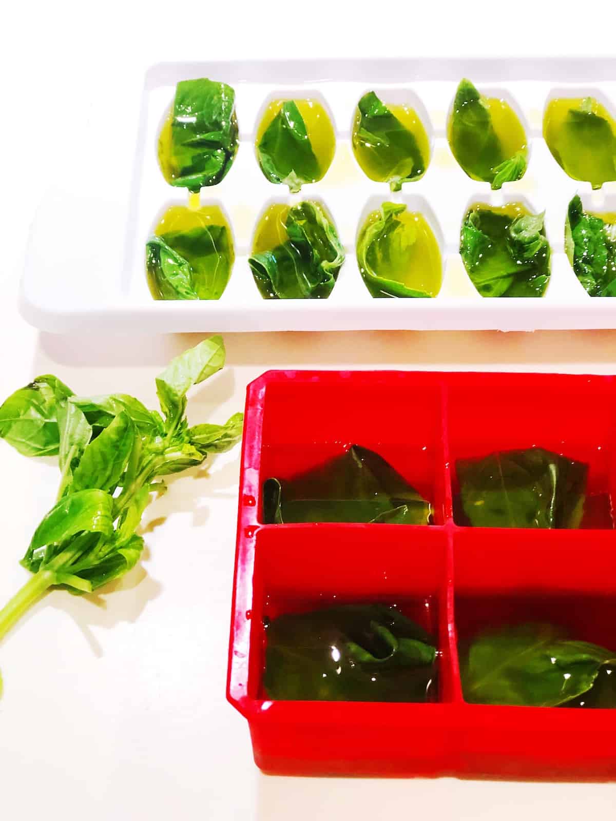 basil and olive oil in ice cube trays